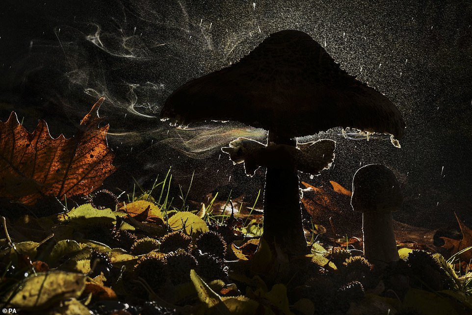 'Last breath of autumn', of a mushroom releasing its spores in the forest on Mount Olympus, Pieria, Greece, by Agorastos Papatsanis, of Greece