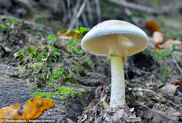 Ms Patterson claimed she bought the dried mushrooms used in her beef Wellington from Asian Grocers in Mount Waverley (pictured, a death cap mushroom).