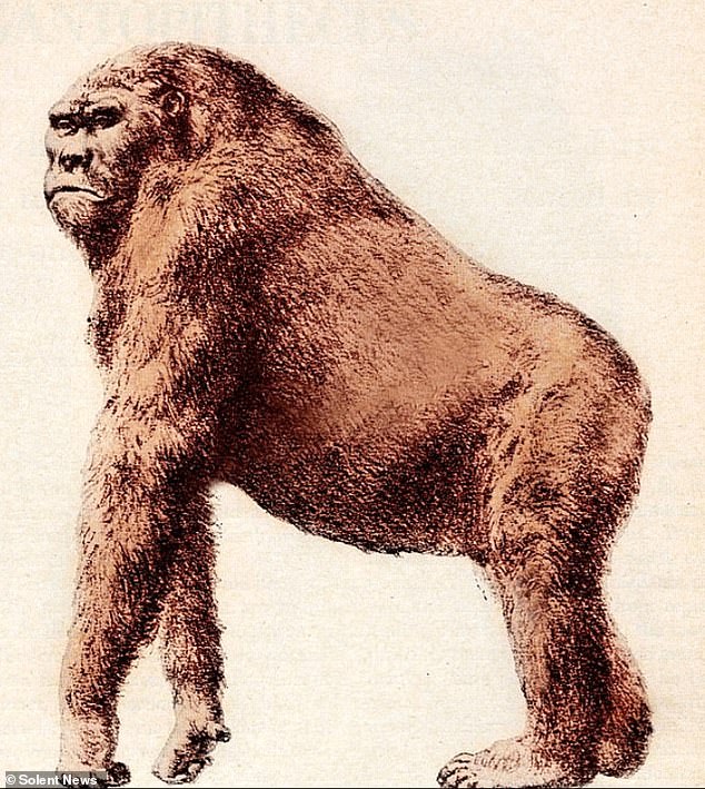 Bigfoot hunters said the monkey, also known as Gigantopithecus blacki, is believed to still be out there, alive and well, hiding in the forests of the Pacific Northwest.