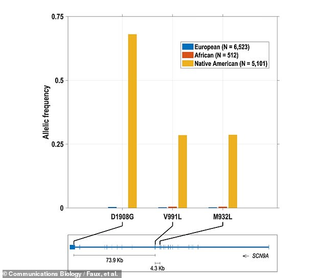 The three versions of the SCN9A gene - called D1908G, V991L and M932L - were found at much higher frequency among those of Native American descent (yellow-orange bars in the graph above), much more so than Europeans (blue ) or African (red).  ) origin, according to the study