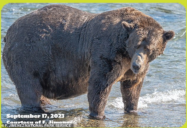 This year's runner-up 32 Chunk is described as a 'large adult male with closely set eyes, a prominent brow ridge and a distinct scar on his muzzle.'