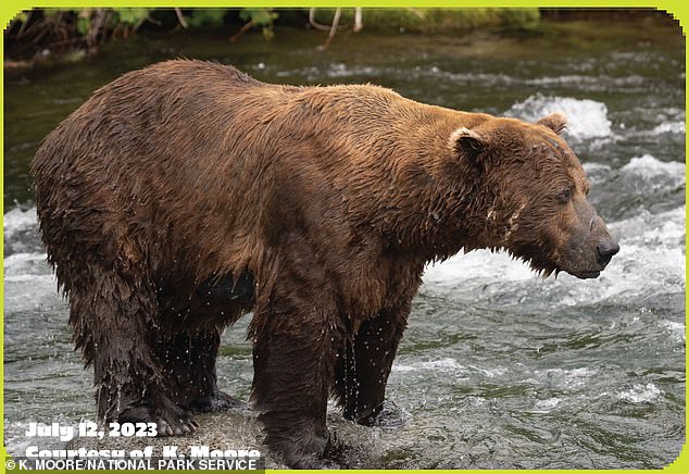 He has a quirky personality and would sometimes play with other bears rather than fish.  He has grown to be more confident and has used his size to his advantage