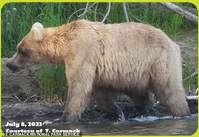 Holly was also the 2019 Lucky Bear Week Champion. She fostered a one-year-old injured cub in 2007 and adopted a single one-year-old cub into her family in 2014