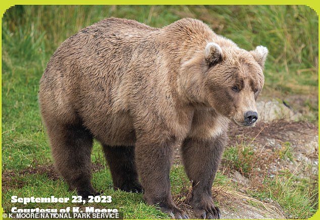 Bear 901 is a medium-sized adult female with 'triangle ears with blonde lips'.  She was runner-up in the 2022 Lucky Bear Week