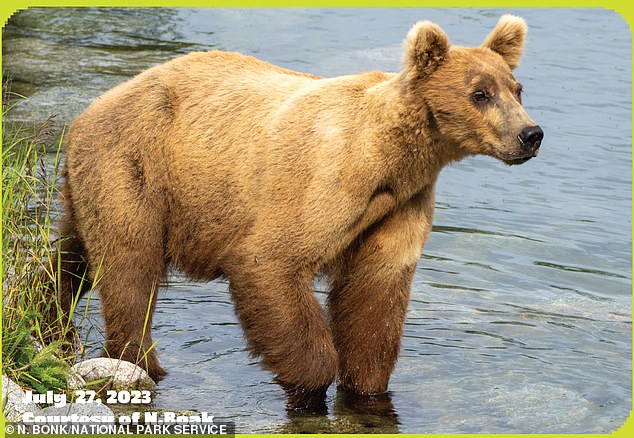 In the summer she returned to Brooks Falls with three cubs, but in mid-September one of them disappeared.