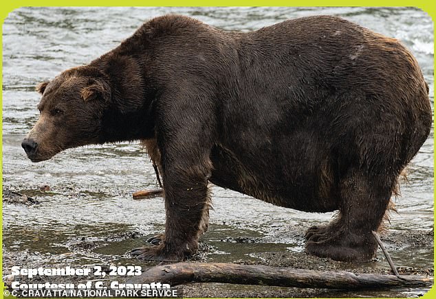 2022 Champion Bear 747 is a large adult male who often has scars and scars on his face and neck