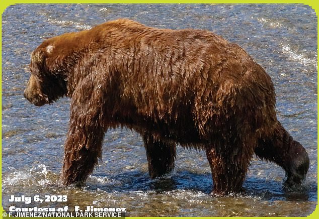 At over 20 years old, he has faced competition from younger bears, but remains an elite angler.