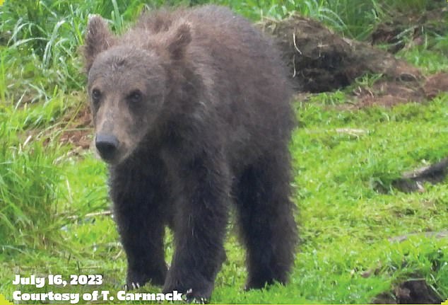 806 Spring Cub (pictured) is a first-year cub with long, shaggy brown fur