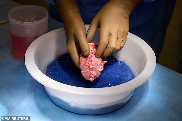 Pig kidney transplants were performed on 21 monkeys, which received different levels of modifications (Stock image of a genetically modified pig kidney)