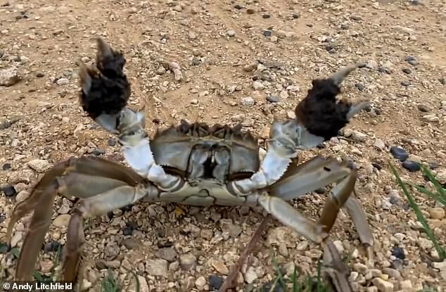 Pictured: A Chinese mitten crab that Andy Litchfield came across in Bushy Park, south-west London, while walking his dog