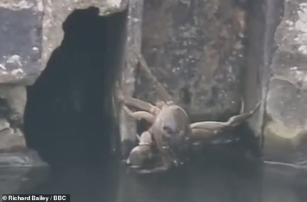 The species - named after its furry tentacles - is believed to have moved from eastern China to Europe and North America in sediments found at the bottom of ships' ballast tanks.  Pictured: Chinese mitten crab at Kings Dyke in Whittlesey