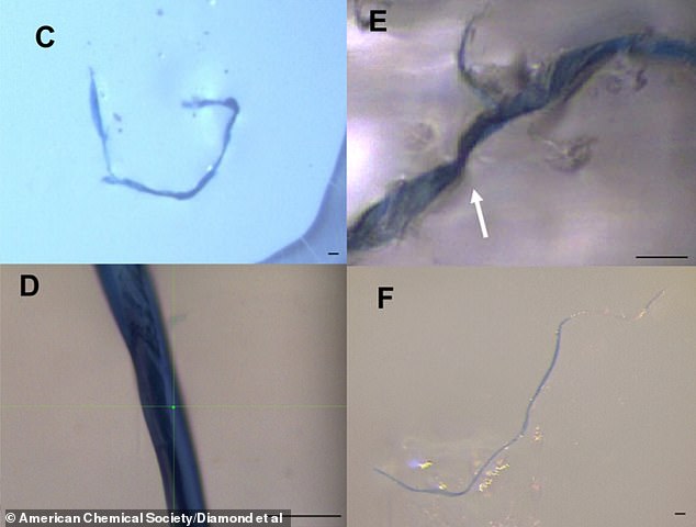 Images of an indigo denim fiber identified as cotton found in (C) Arctic sediments, (D) Great Lakes fish, (E) wastewater treatment plant effluent, and (F) a denim fiber released from blue jeans that was collected from rinse water effluent.  Scale bars are 10 micrometers