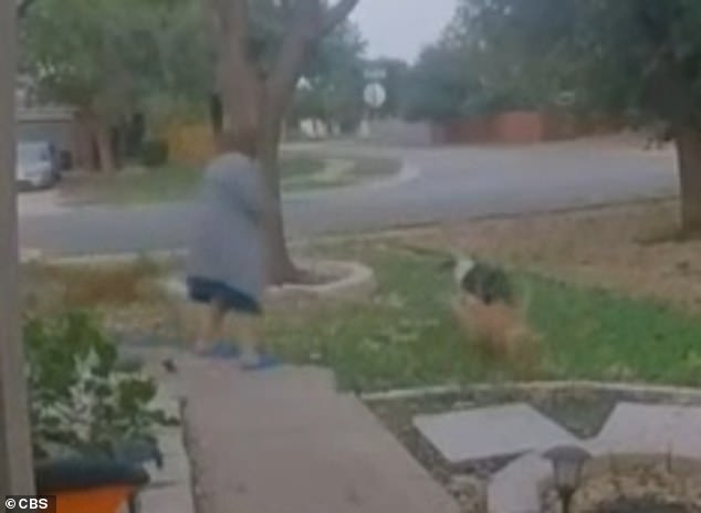 Footage from a nearby door camera captured the moment the animals caught up with her