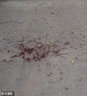 The leafy street was left spattered with blood after the horrific attack