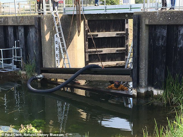 China's first permanent mitten crab trap has been installed at Bud Hall, in Lincolnshire