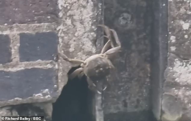 The crustaceans have been seen in waterways in Cambridgeshire, including the dam at Whittlesea (pictured)