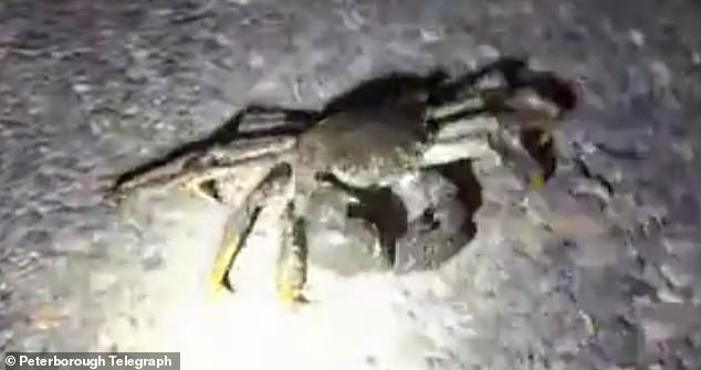 The crabs erode river banks by burrowing and also affect the fishing industry by feeding on fish stocks and damaging nets.