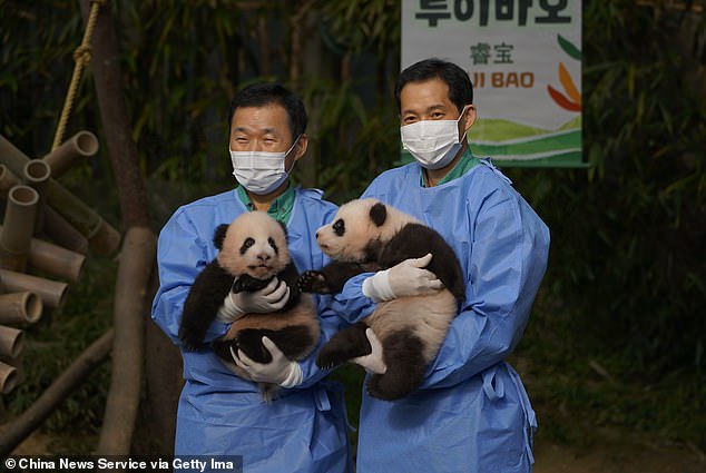 They were born on July 7 at Everland theme park, near Seoul - and will celebrate their 100th day since birth this Sunday