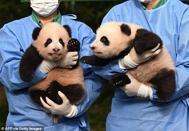 Around 500,000 people voted online to choose names for the twin sisters, with a handful of fans invited to the ceremony