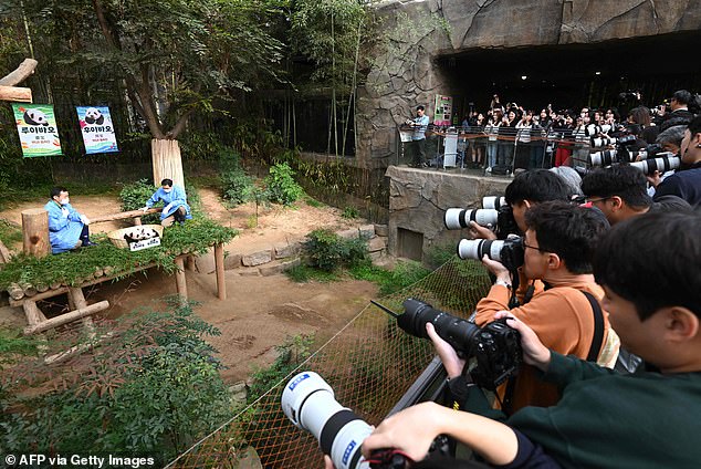 The pandas are expected to be available for public viewing in the New Year, following a full assessment of their physical development and level of adaptation to external environments