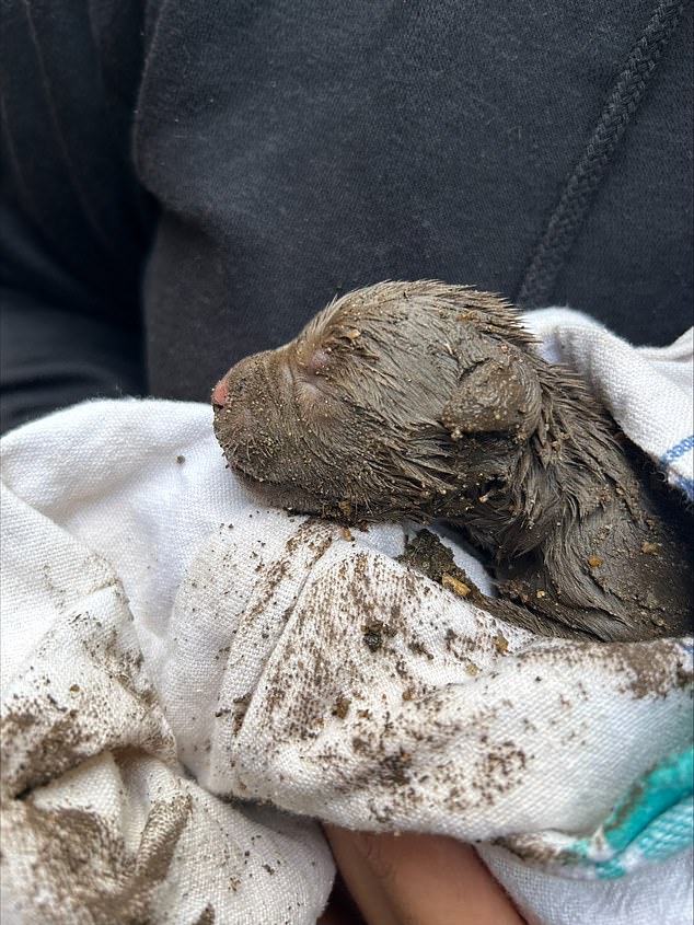 A leash attached to the camera was wrapped around the puppy and he was carefully tossed to safety above ground