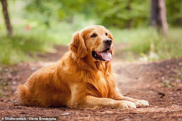 Variable: Part of the problem with trying to create a one-size-fits-all approach to a dog's age is that it often varies depending on the breed, size and gender of the dog (stock image)