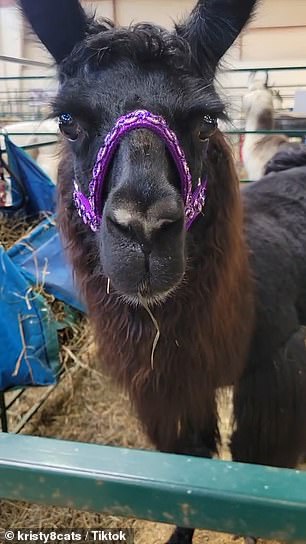 A bizarre llama craze has erupted in New England as the animals have become popular for emotional support, companionship and to star in beautiful photos