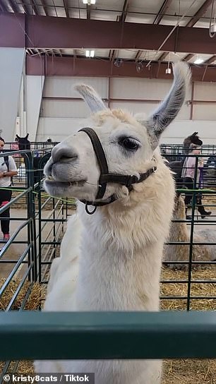 A bizarre llama craze has erupted in New England as the animals have become popular for emotional support, companionship and to star in beautiful photos