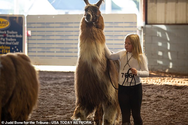 Compared to llamas from South America, New England llamas are more domesticated.  They can be walking companions, therapy animals, models for photo shoots, friendly guards for other livestock and even golf lockers.