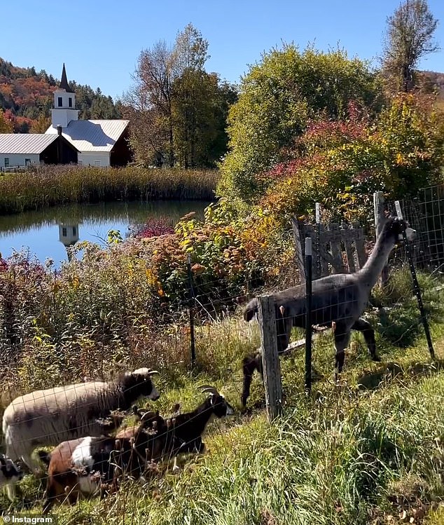 Although the animal is native to the Andes, they are also suited to the rocky terrain and cool climate of New England, where they can live on small farms and be hunted by their owners.