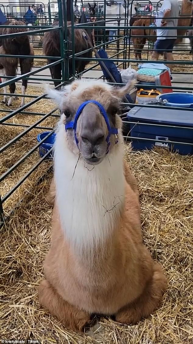 The average male costs about $500 while a breeding female can cost from $7,000 to $15,000.  For many, this is a small price to pay for all that a llama has to offer