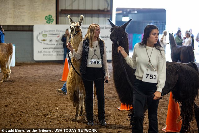 Top winners at llama competitions can take home up to $101, which barely covers the cost of raising llamas and getting them stage-ready, but the shows are great for demonstrating how good a farm's breeding program is