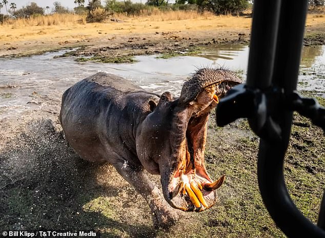 As the hippo bit down on the passenger door of the car, its upper canines began to splinter the wooden frame of the door