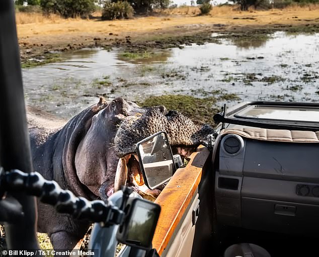 After three large clamps of the hippo's jaws, the drive managed to reverse the vehicle and drive away