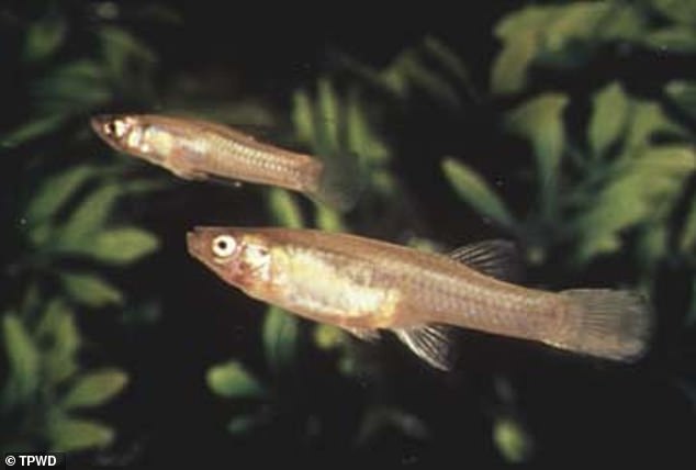 Gambusia san Marcos was last seen in Texas in 1983