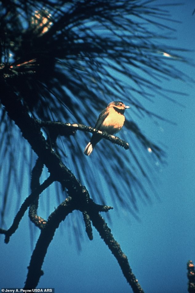 Bachmann's warbler was last seen in the 1960s - although unconfirmed sightings continued into the 1980s