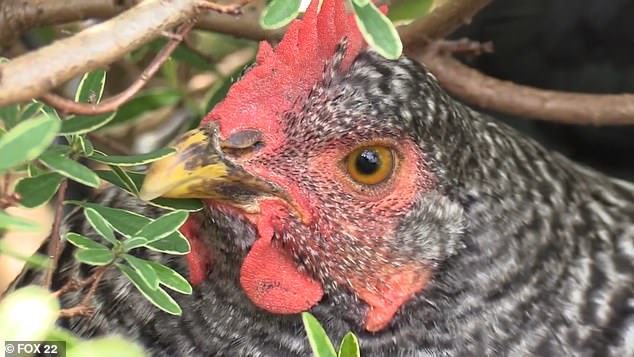 One of the beloved chickens that live in Maine