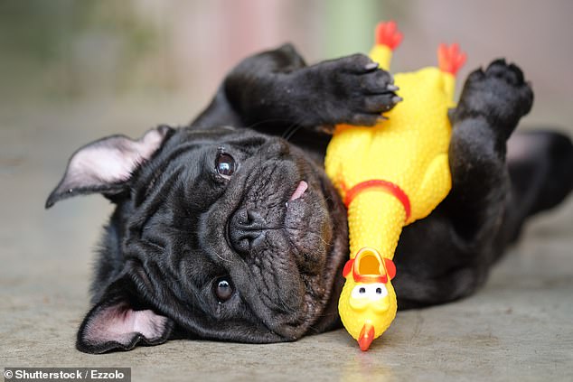 The results showed that nine out of ten dogs were more likely to abandon the task when presented with the toy than when presented with their favorite treat (stock image)