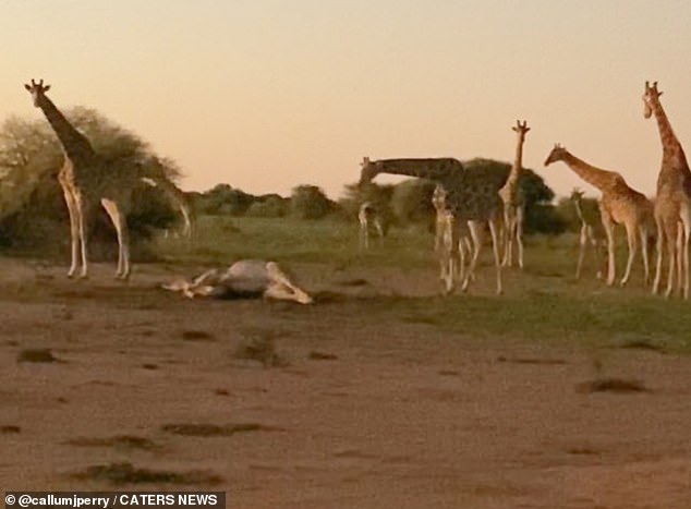 This incredible footage shows the moment a group of giraffes come to pay their respects to one of their own who died during childbirth