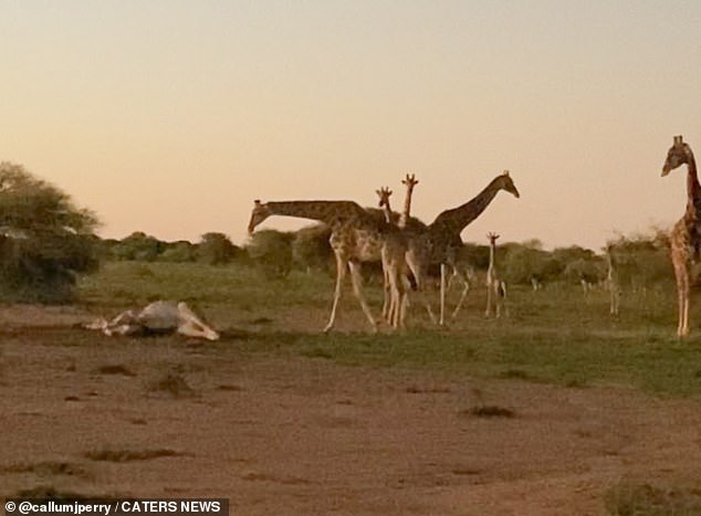 A dead giraffe lies on the ground while a group of other giraffes come to pay their respects