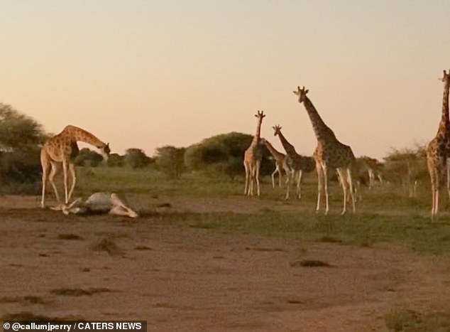 A group of giraffes are then depicted walking towards the corpse