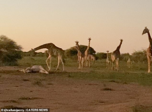 The video shows the giraffes walking towards the body