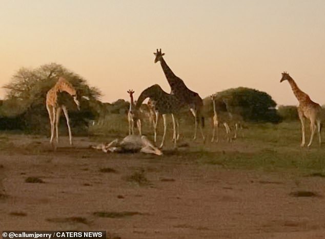 Photos show a group of more than five giraffes examining the dead body as it lay on the ground