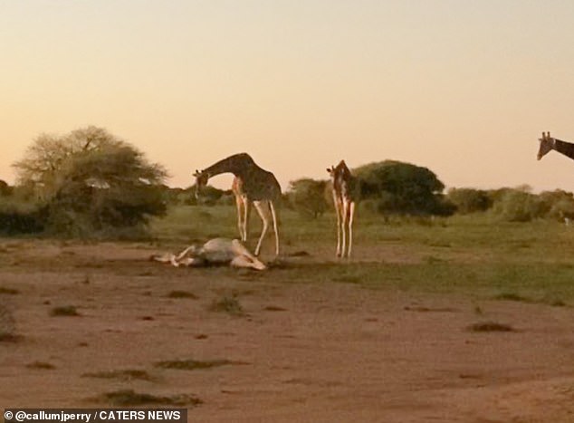 A giraffe is depicted bending over to look at the corpse