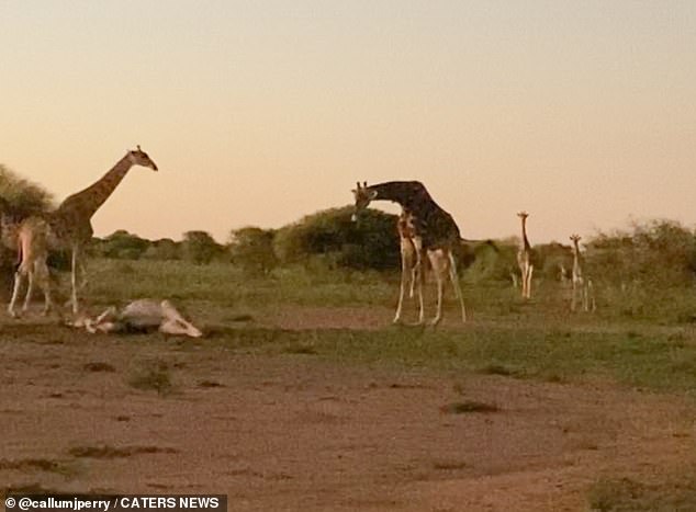 In the photos you can see varying numbers of animals coming to pay their respects, indicating that one may have walked up and a pack followed