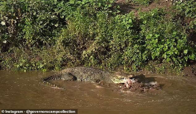 Crocodiles shake their catches to kill them, but also to tear them into smaller pieces that they can swallow