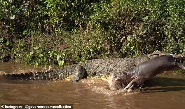 It is still not clear whether the crocodile captured the hippopotamus itself or whether it managed to leave the stillborn behind.