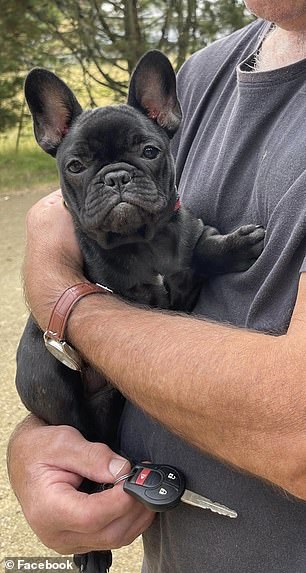 Evie, the French Bulldog