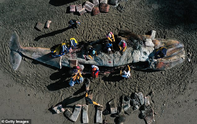 Even more troubling for researchers is the more recent and longer mass die-off event, which began in 2019 and is still ongoing: 688 whales have died and counting.  Above, scientists and volunteers dissect one of these beached gray whales on April 23, 2019 in California.