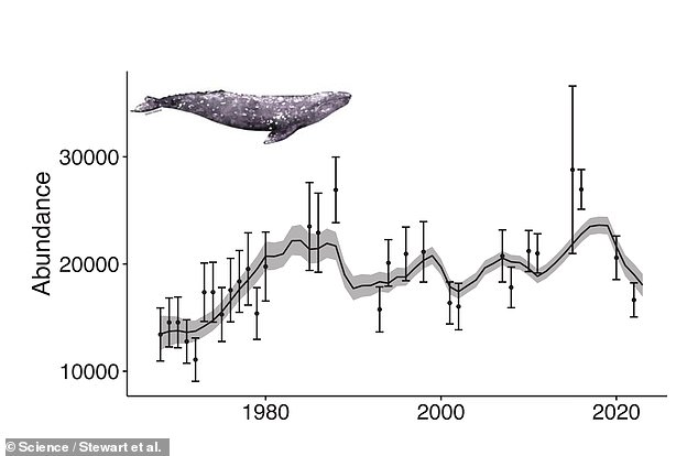 Marine researchers were able to track and find trends in gray whale mortality, using data collected by the National Oceanic and Atmospheric Administration's National Marine Fisheries Service, which has maintained the US Marine Mammal Strandings database since 1990.